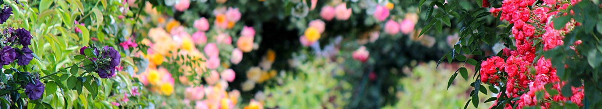 Various wildfower blooms at the Tyler Rose Garden